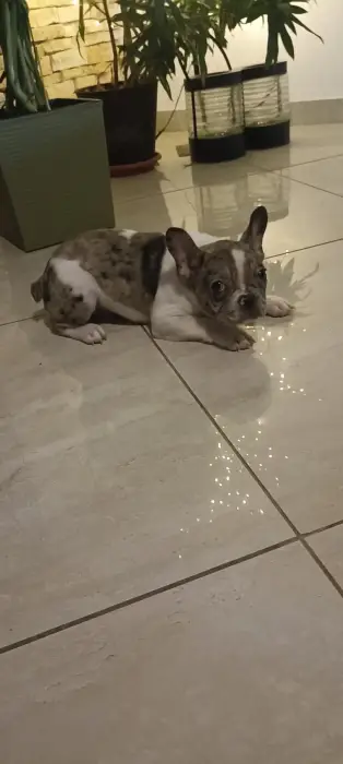 Slika oglasa Stenad francuskog buldoga dva merle muzjaka 3.5 meseca